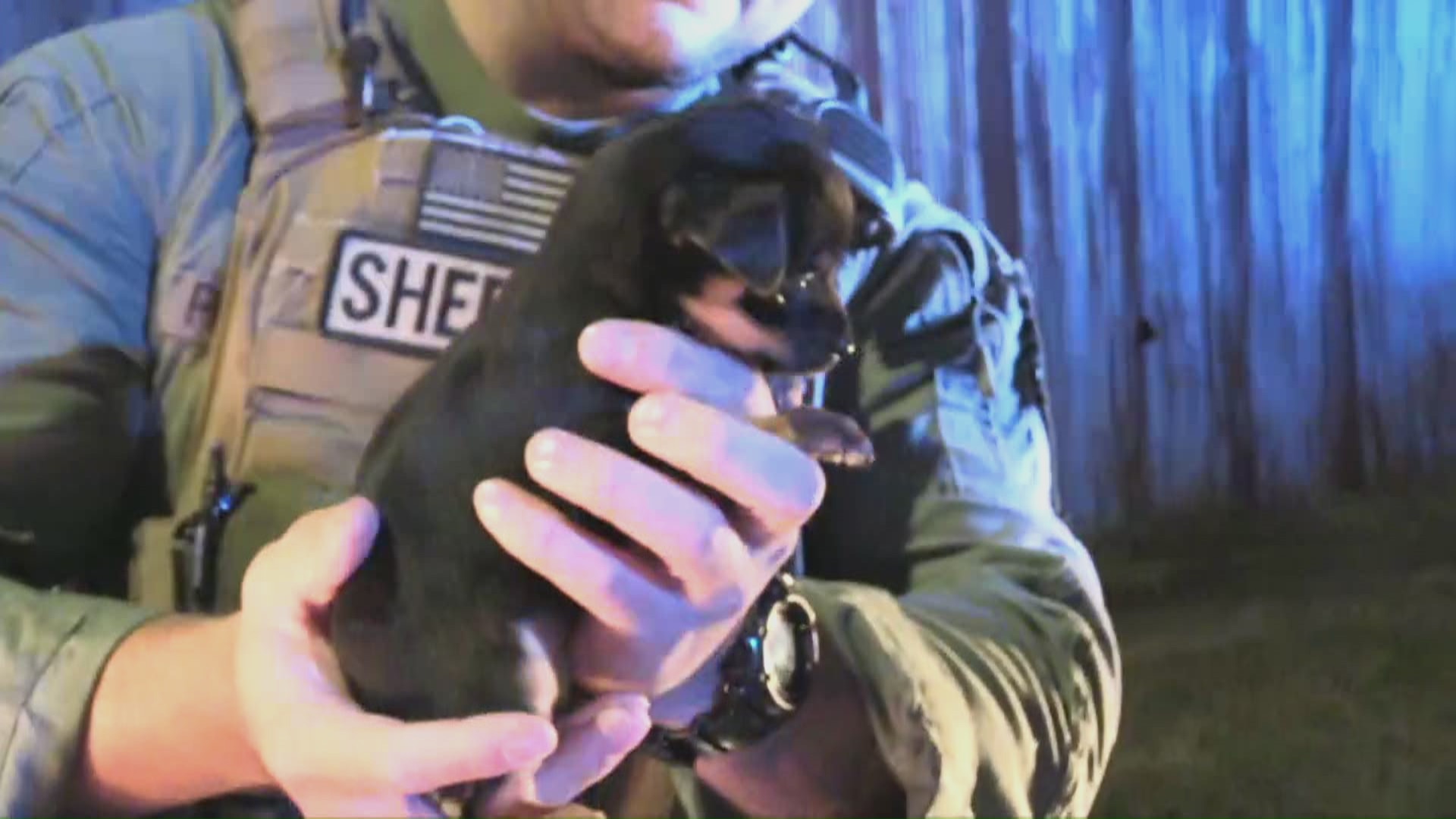Live PD: Greatest Shifts