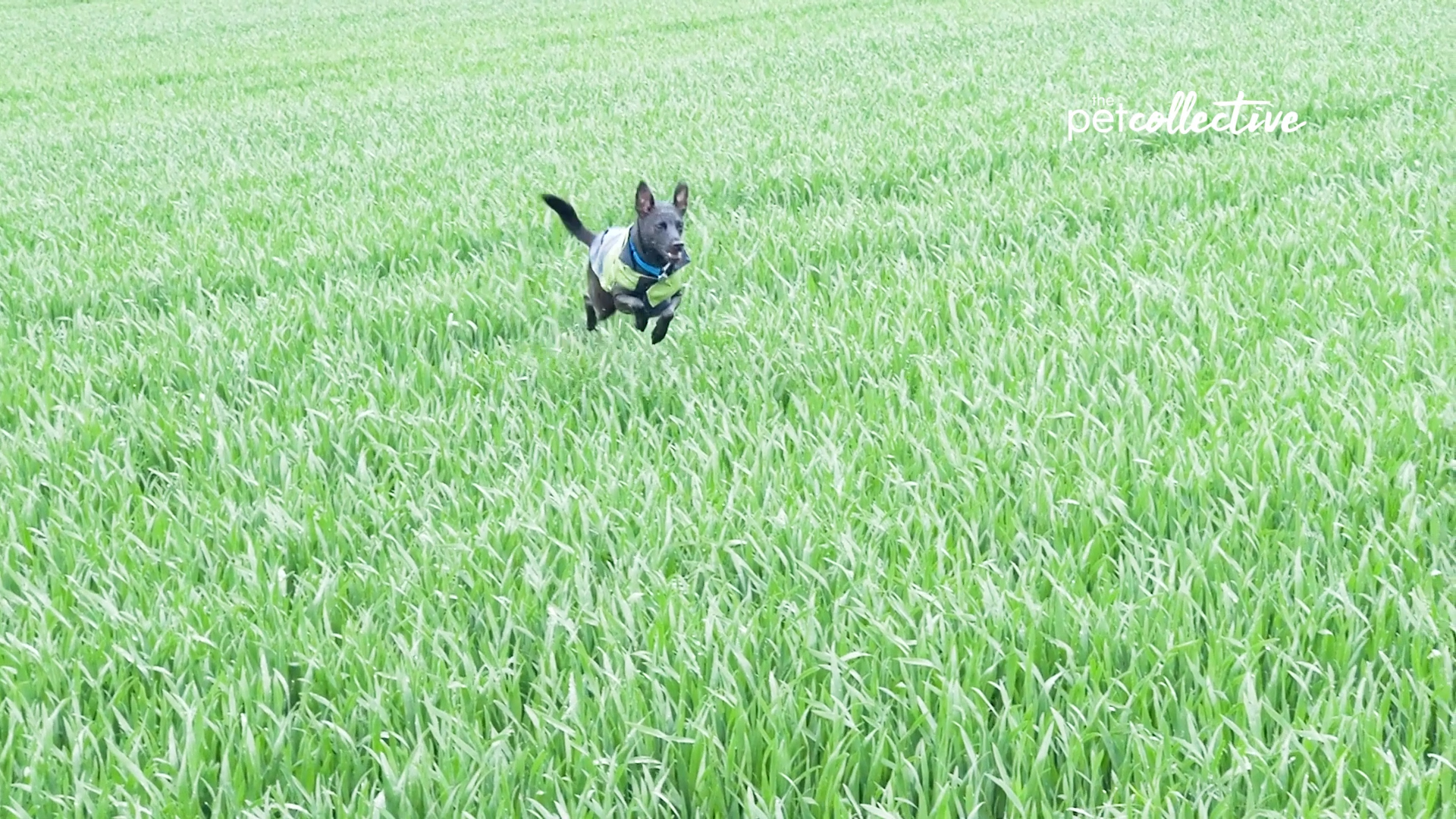 Best Pets of the Month