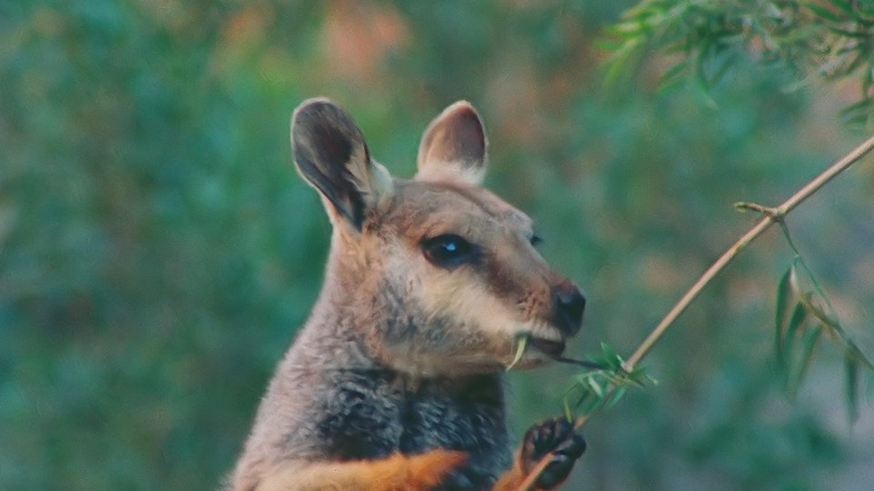 Tiere vor der Kamera