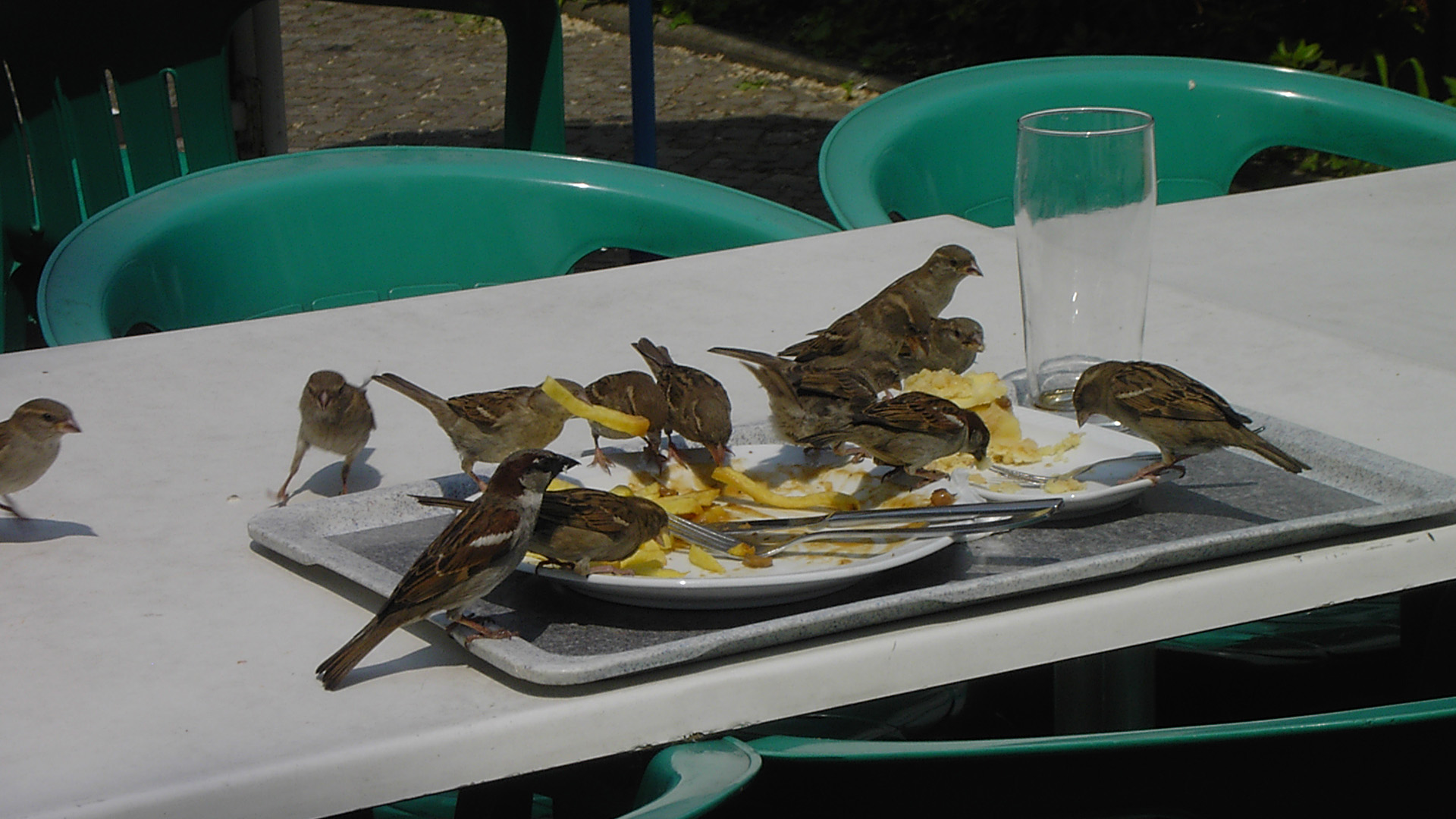 Die frechen Spatzen von Berlin