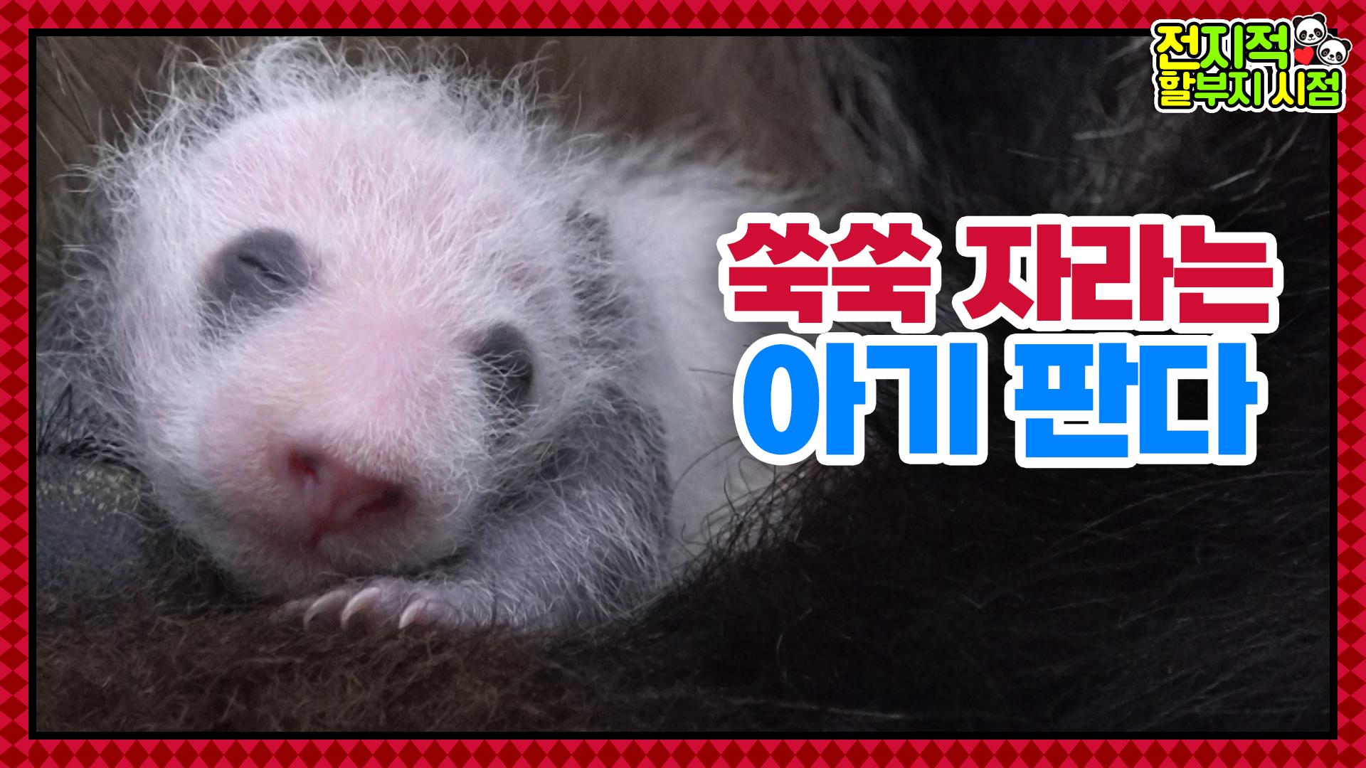 “작지만 있을 건 다 있어오” 하루가 다르게 쑥쑥 크는 쌍둥이와 아빠 바라기