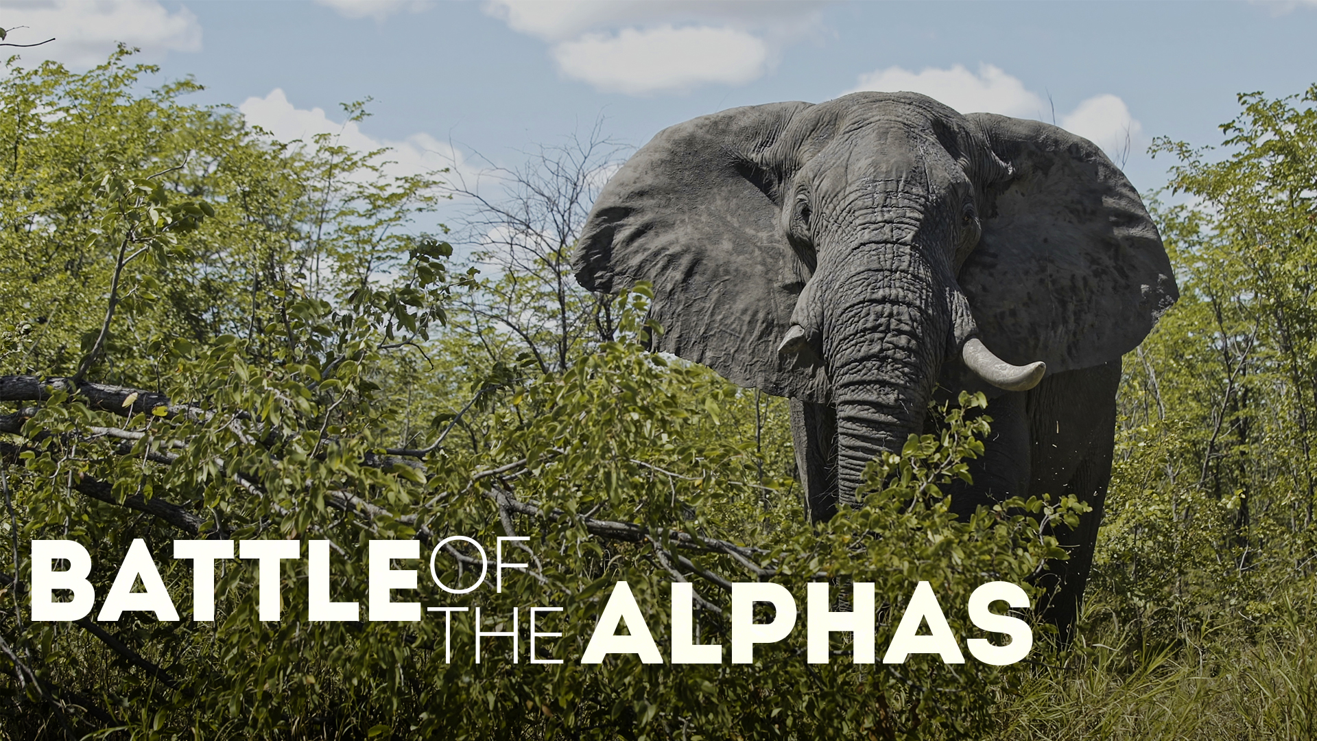 Battle of the Alphas