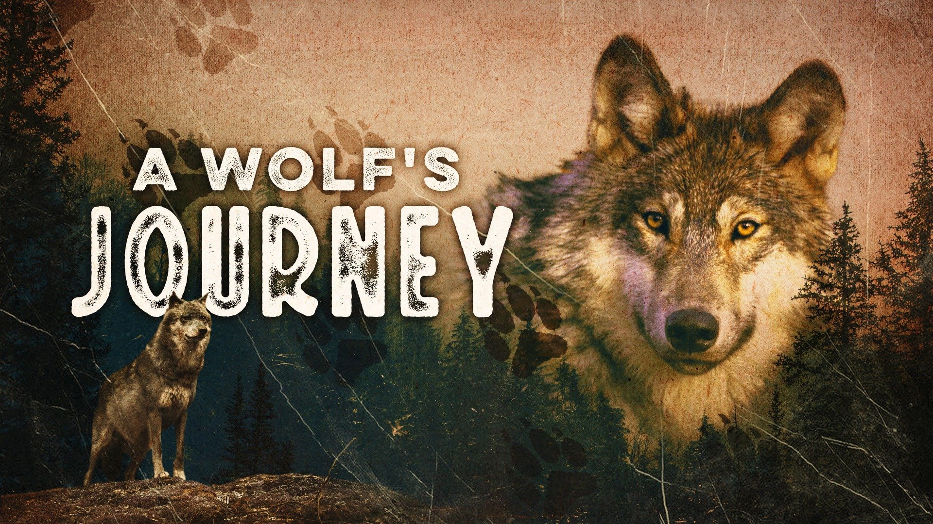 A Wolf's Journey