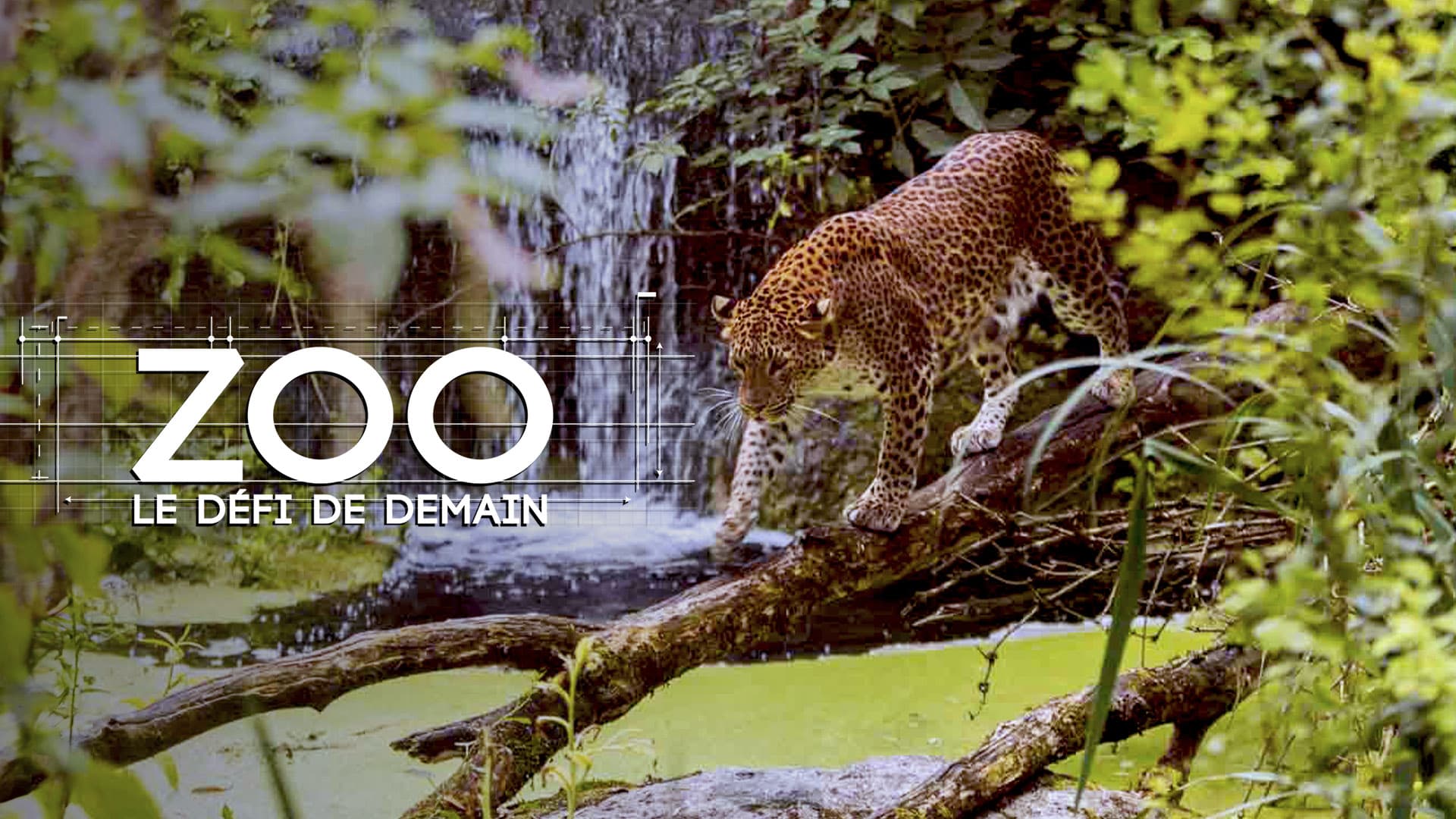 Zoo : le défi de demain