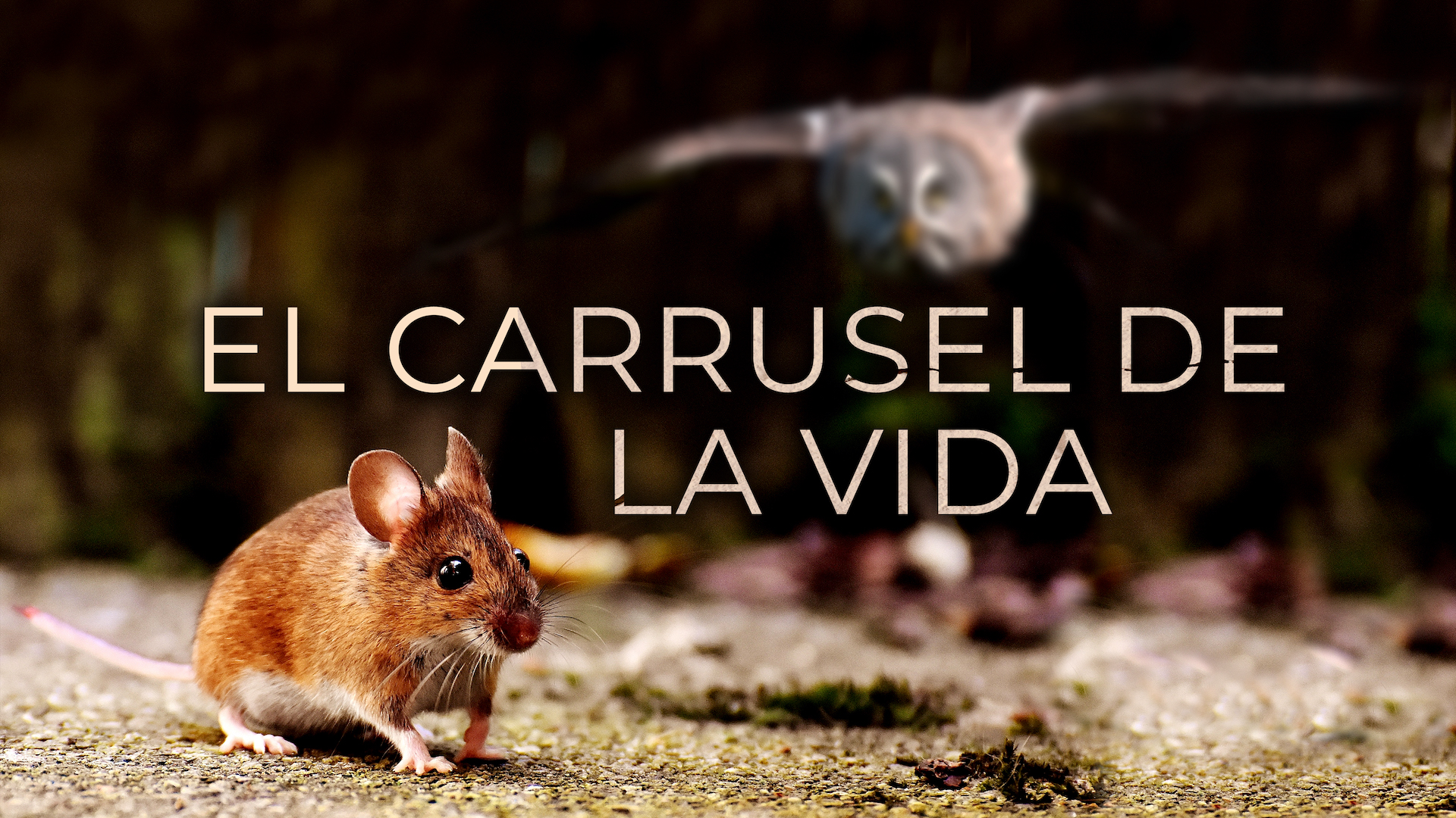 El carrusel de la vida
