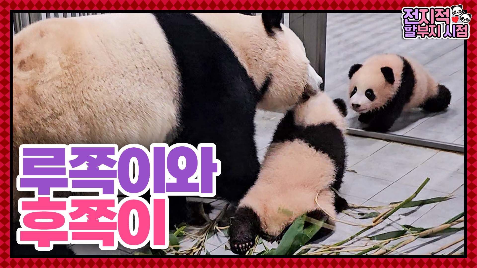 천방지축 쌍둥이 판다 돌보느라 24시간이 모자라!! 아이바오와 루이후이의 사랑