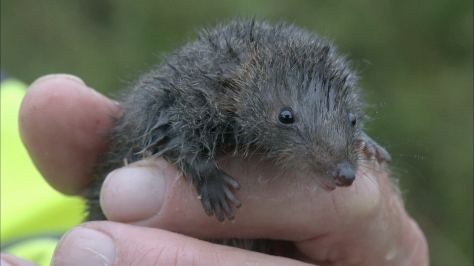Australias Wild Places: The Australian Alps