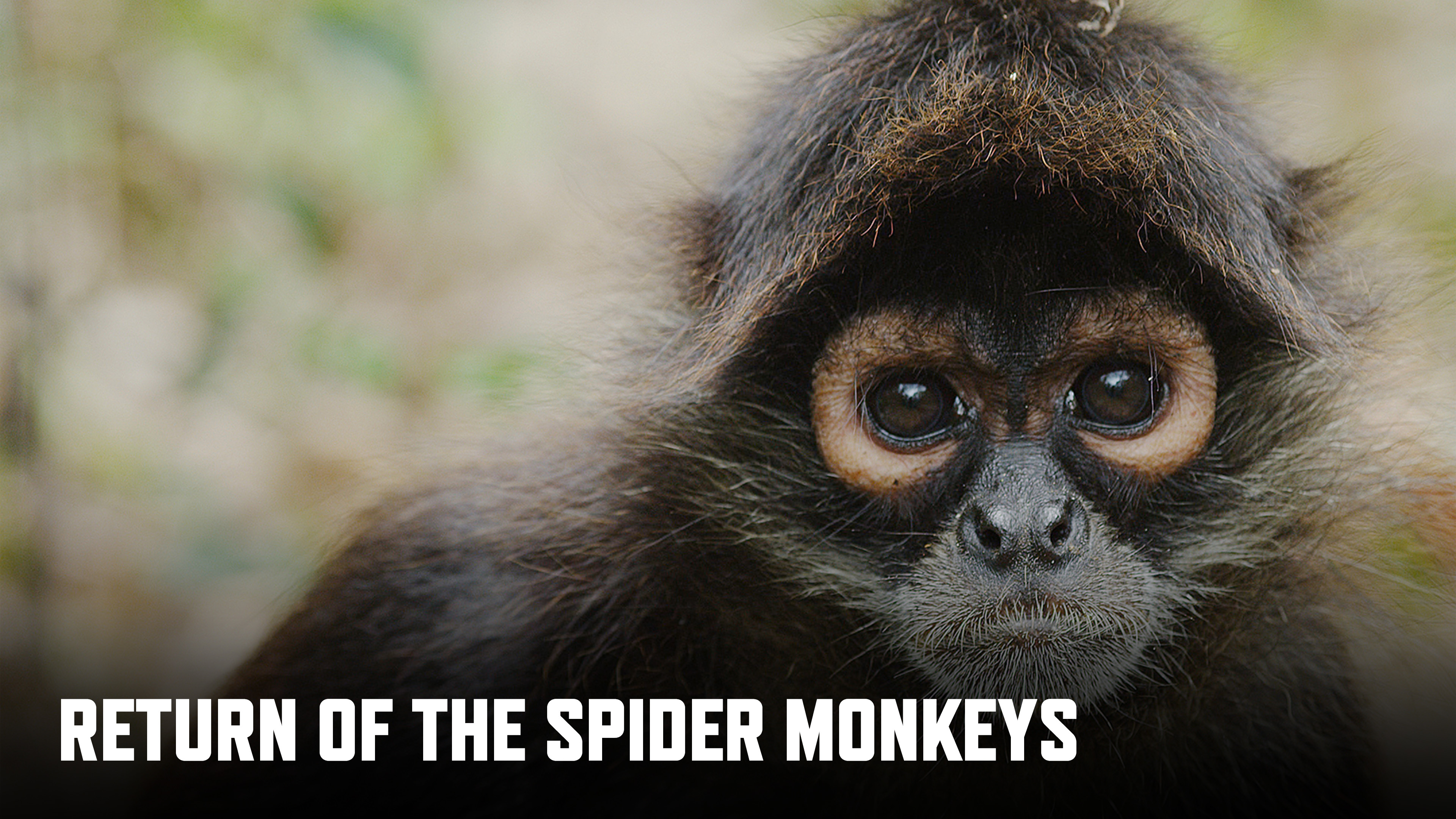 Return Of The Spider Monkeys