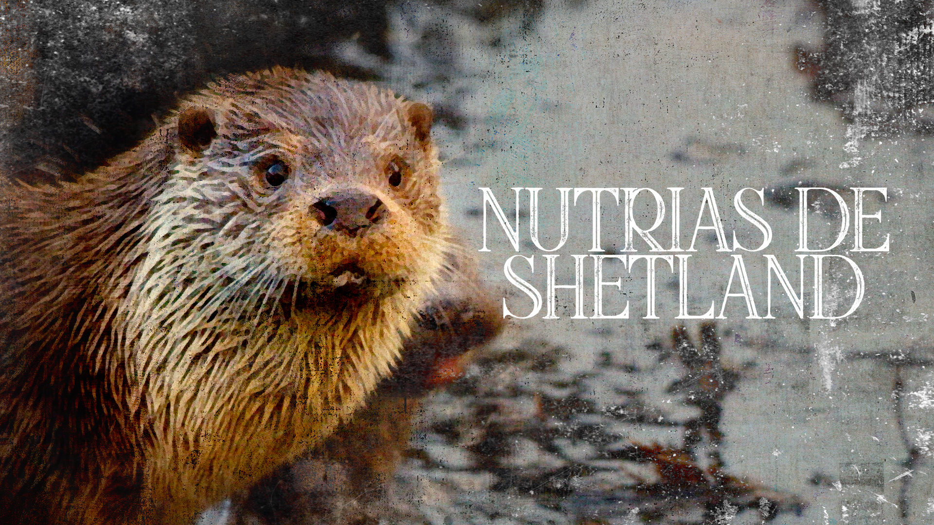 Nutrias de Shetland