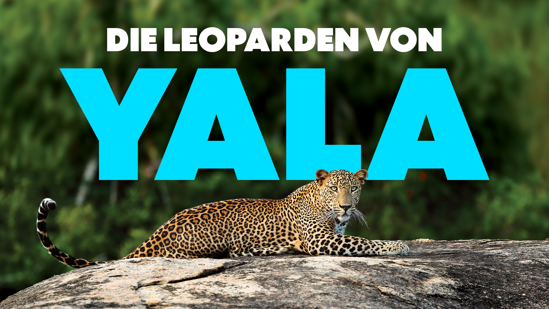 Die Leoparden von Yala