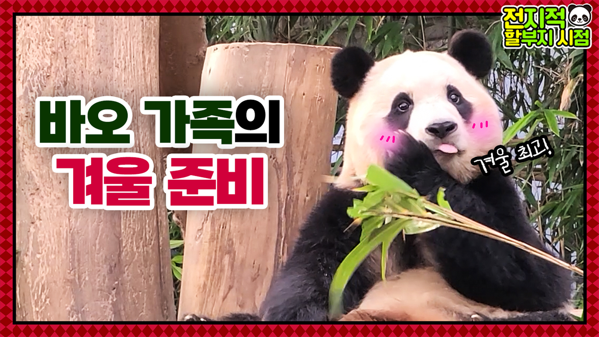“푸바오는 겨울이 좋아오!” 추워진 날씨 속 월동준비에 나선 판다 가족 12회