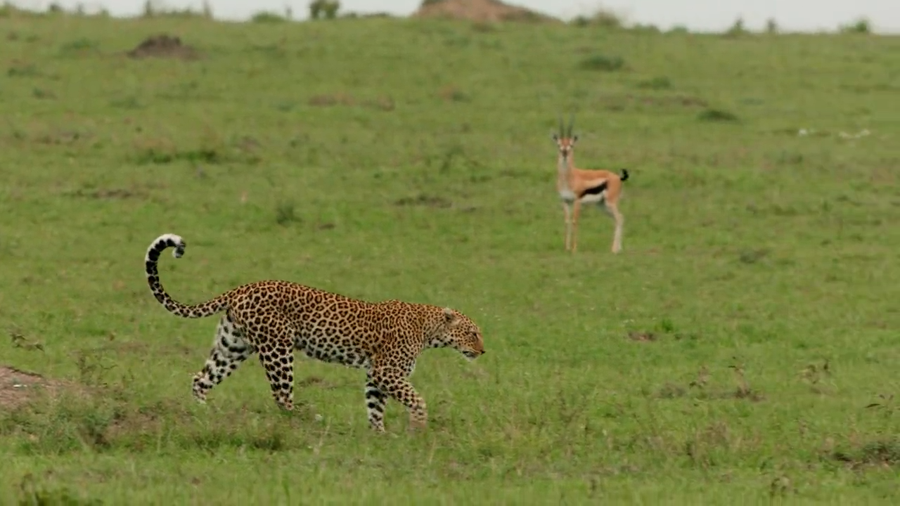 Leopardenjagd: Lauf, Warzenschwein!