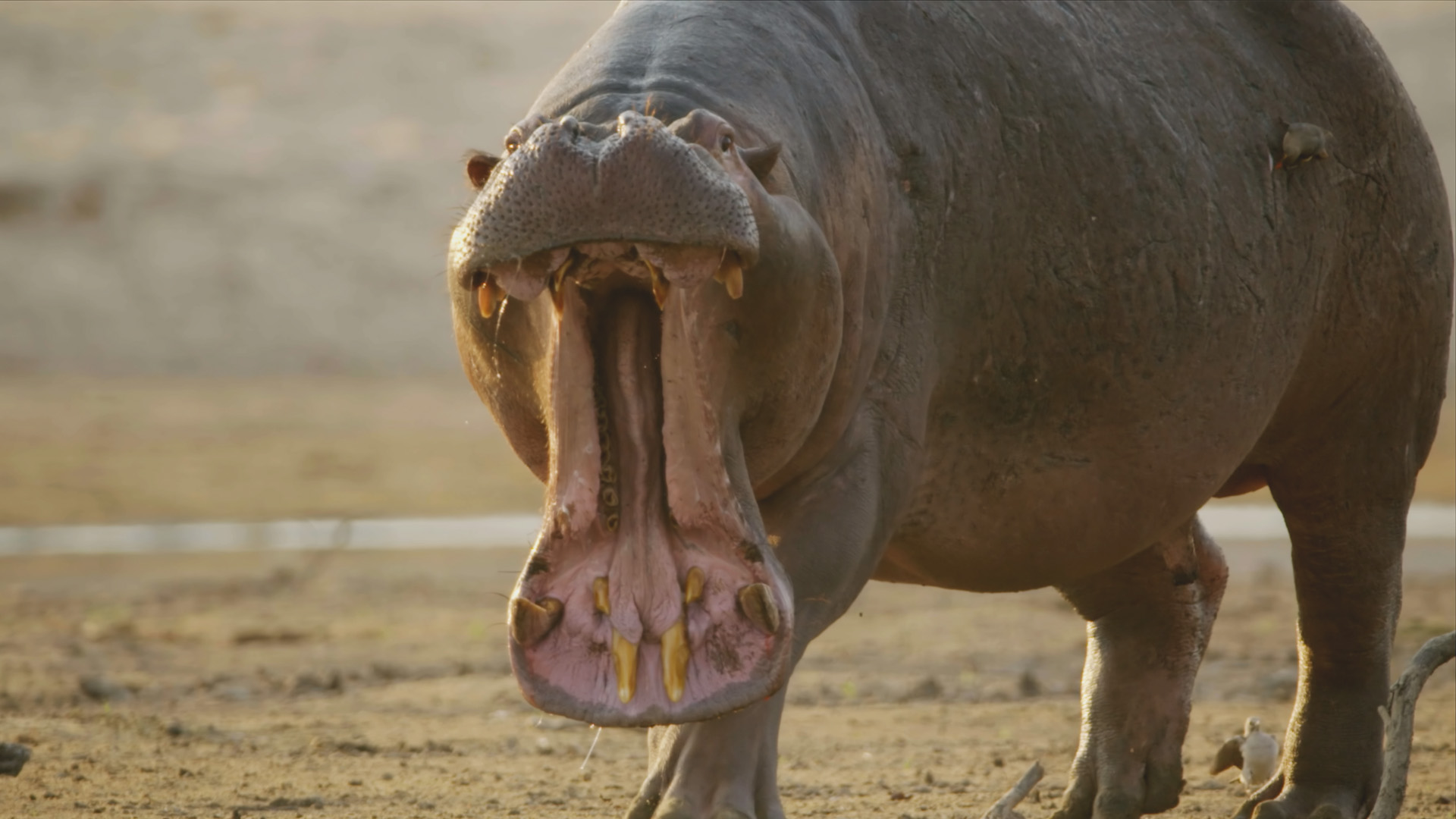 Il fiume degli ippopotami