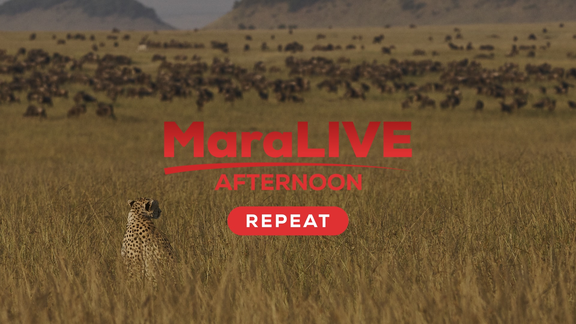 MaraLIVE Tarde REPETIR