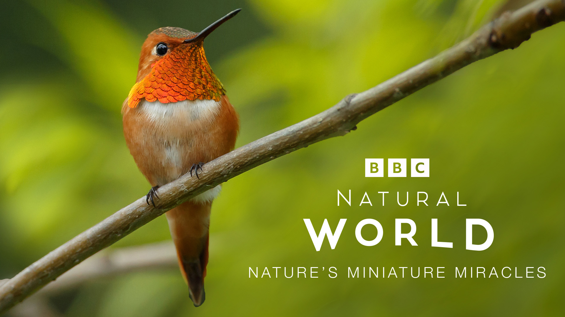 Attenboroughs schräge Vögel Die winzigen Wunder der Natur