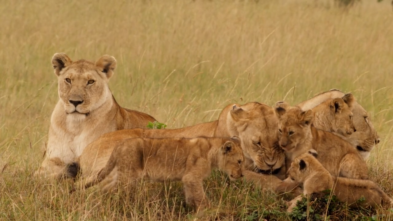 Löwenbabies: spielen und lernen