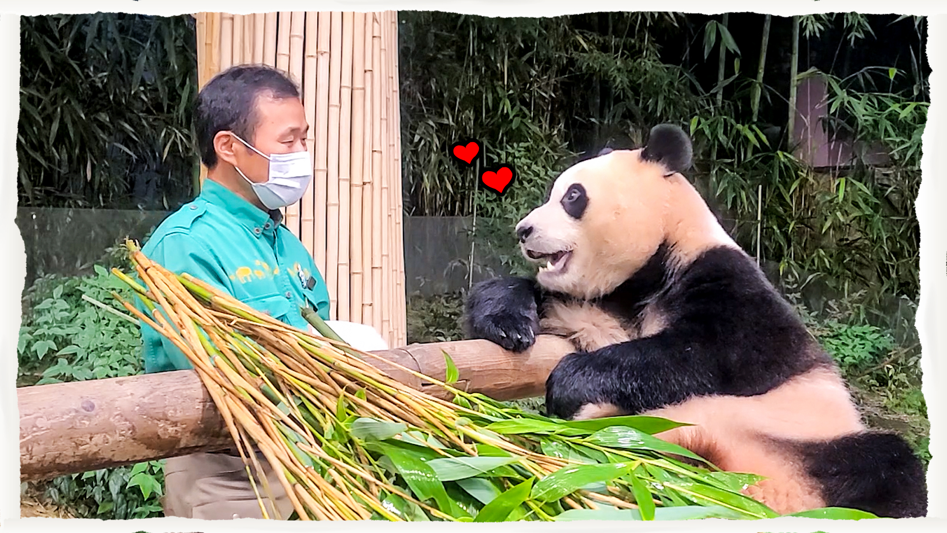 푸바오의 ‘나 혼자 산다'!! 적응력 만렙 푸린세스의 완전독립 후기 1회