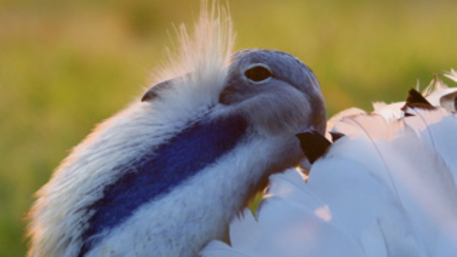 Ces oiseaux sont faits pour marcher