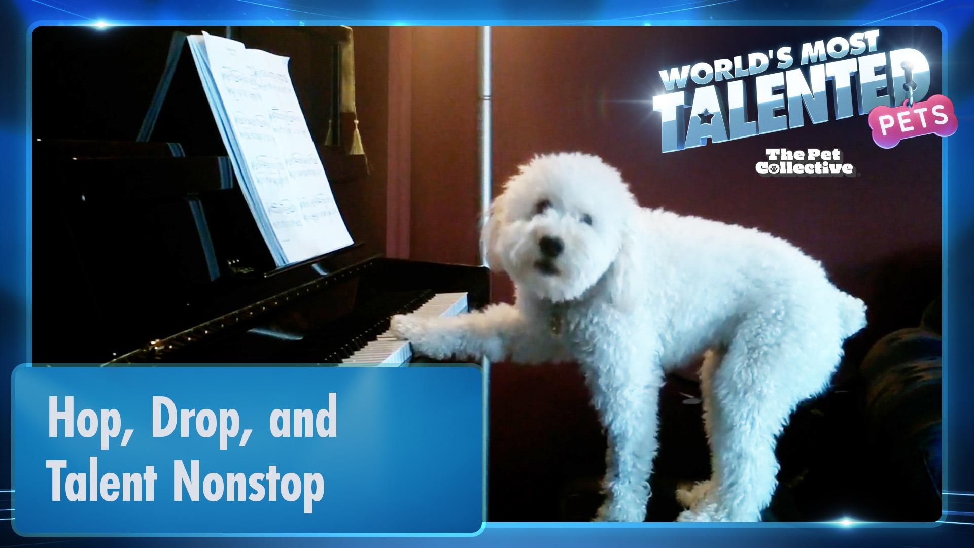 World's Most Talented Pets | Hop, Drop, and Talent Nonstop