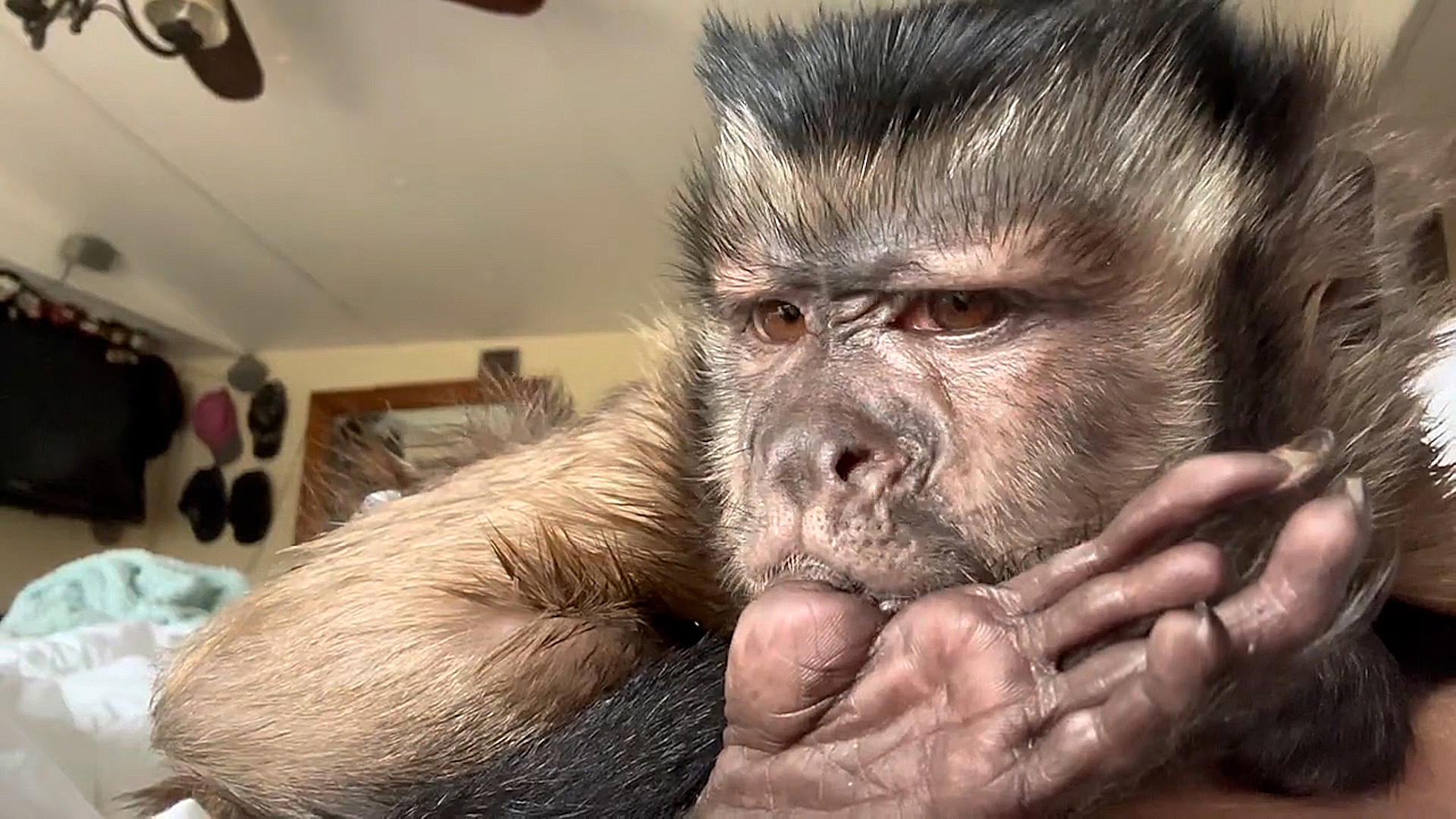 Best Pets of the Month