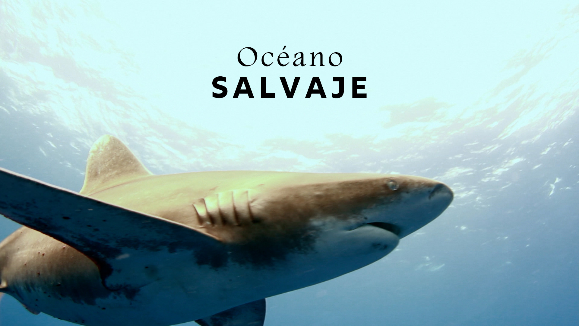 Océano Salvaje