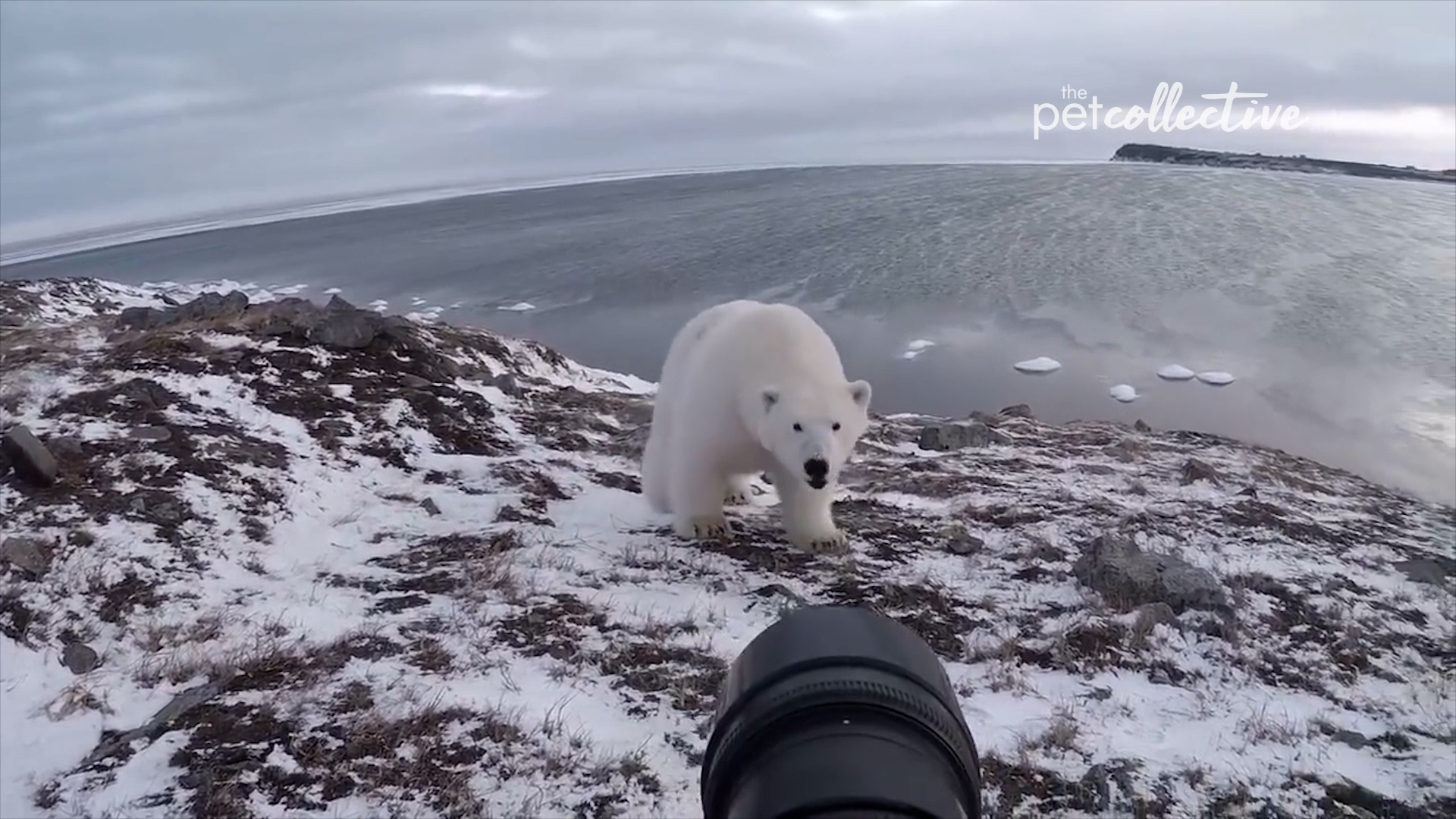 Best Pets of the Month