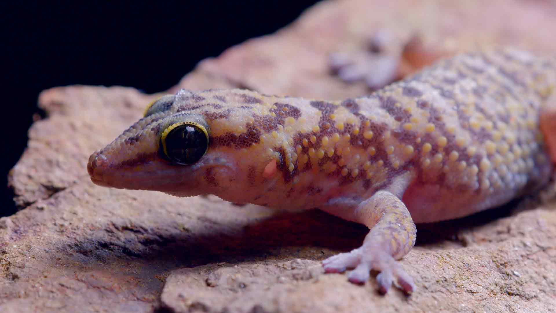 Horizons sauvages d'Afrique