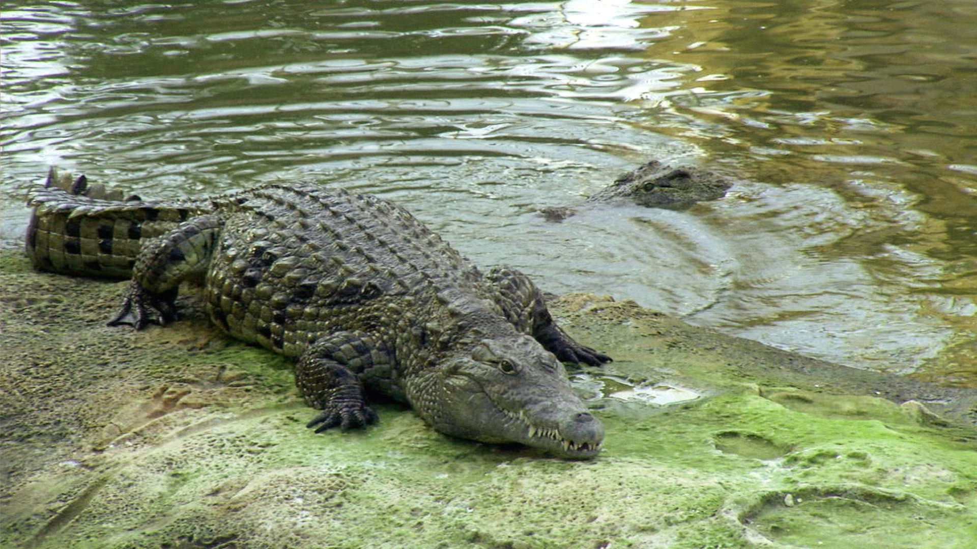 Les Animaux Après l'Eden