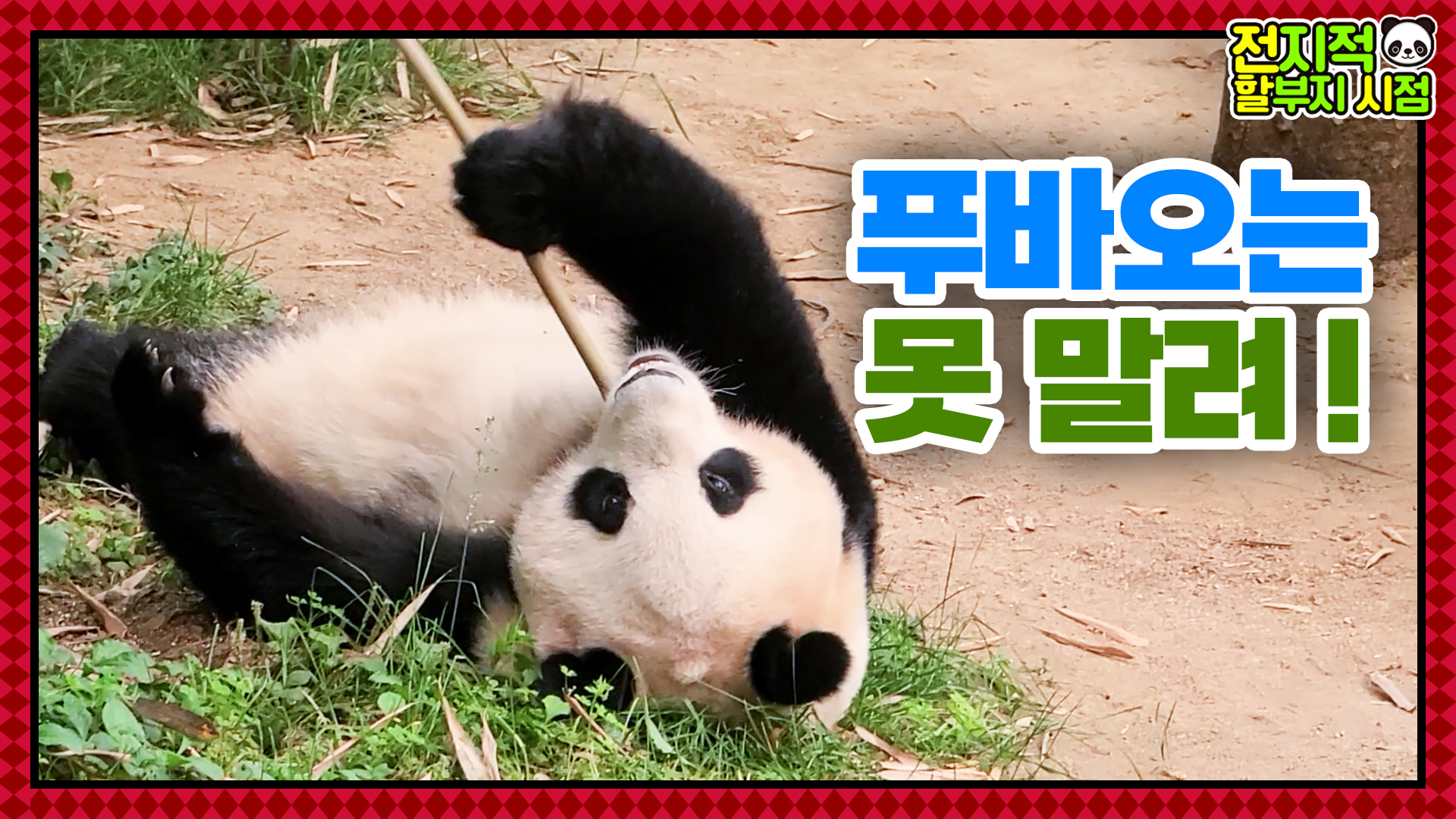 “맙소사 푸바옹!!!!” 강바오 놀라게 한 천방지축 푸꾸의 대형사고 37회