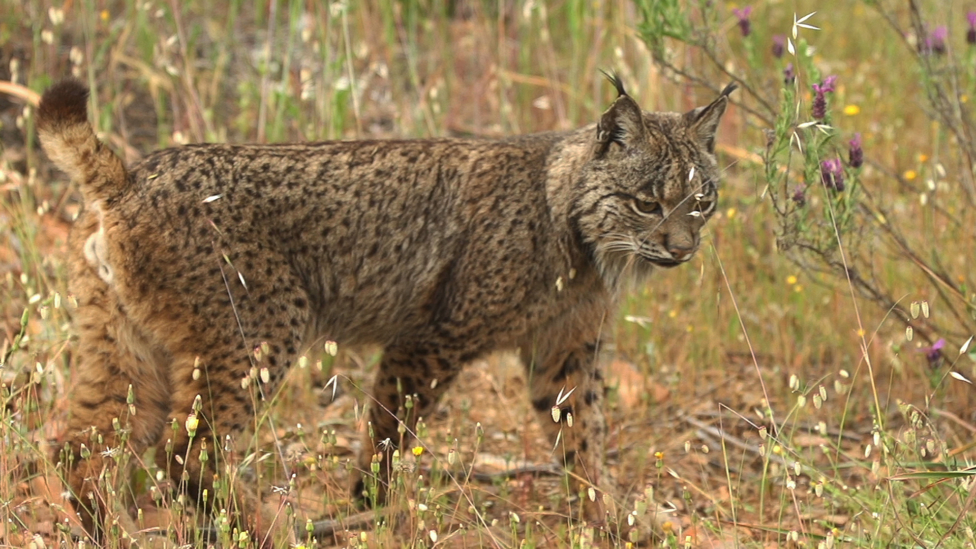 Stories of the Mediterranean Forest: Sierra Morena