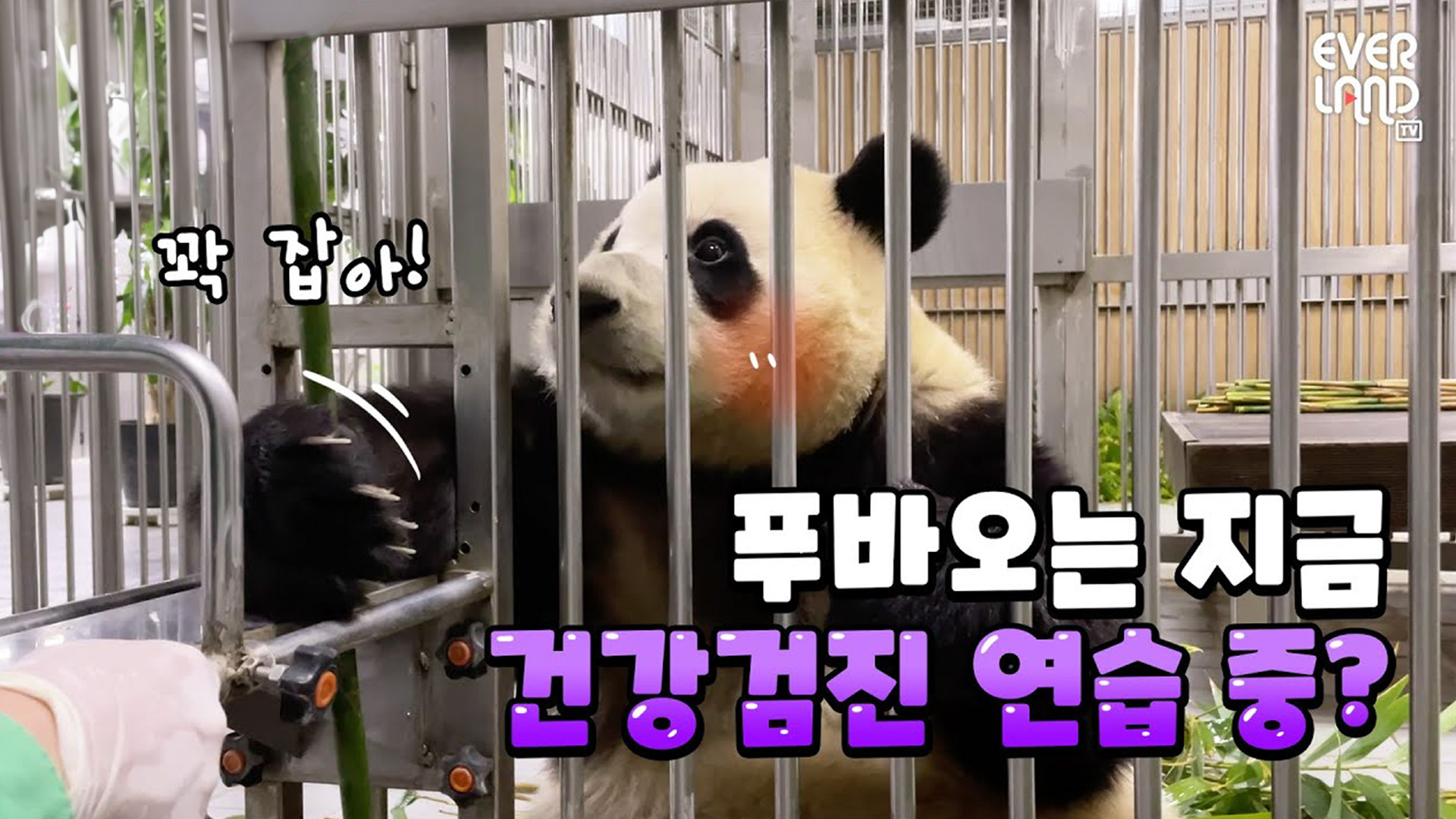 판다월드 내실에 울려퍼진 굿걸~의 정체는? 31회