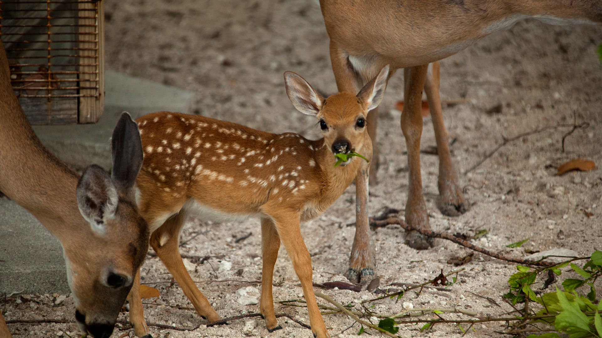 Das heimliche Leben der Hirsche