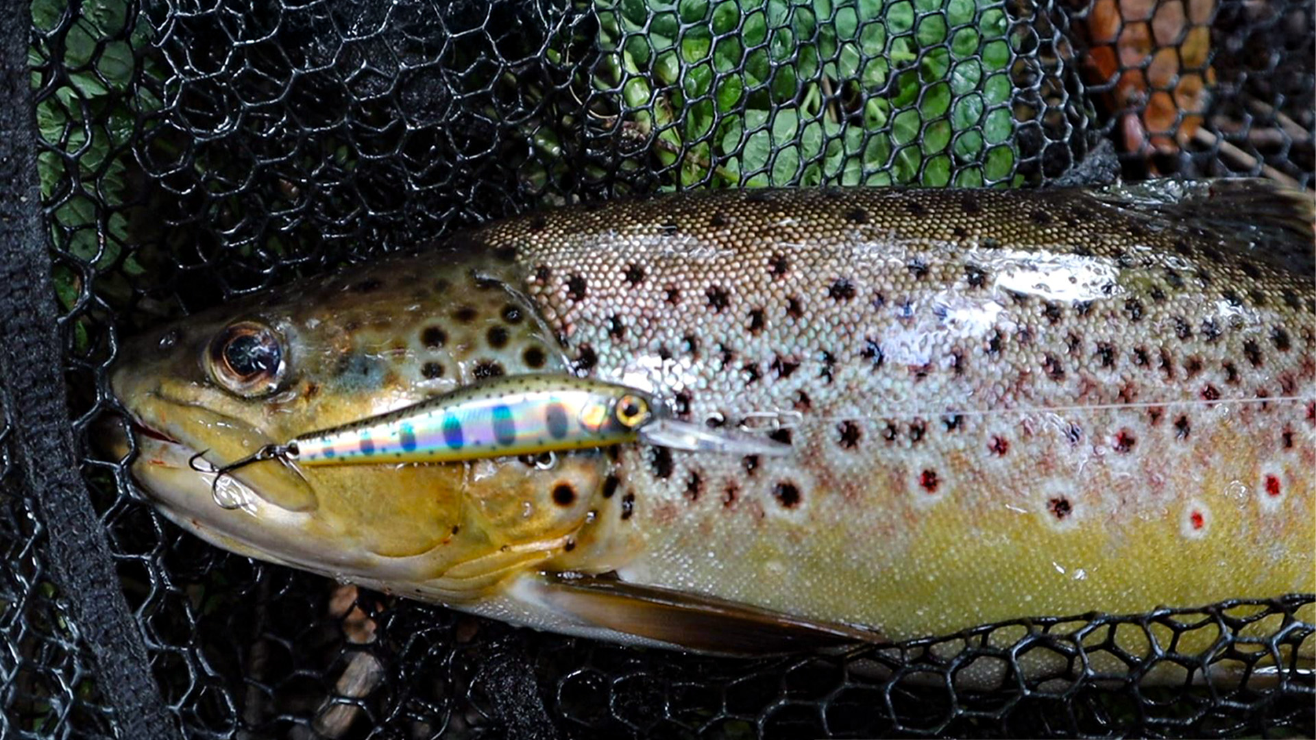 Köderwechsel beim Forellenangeln