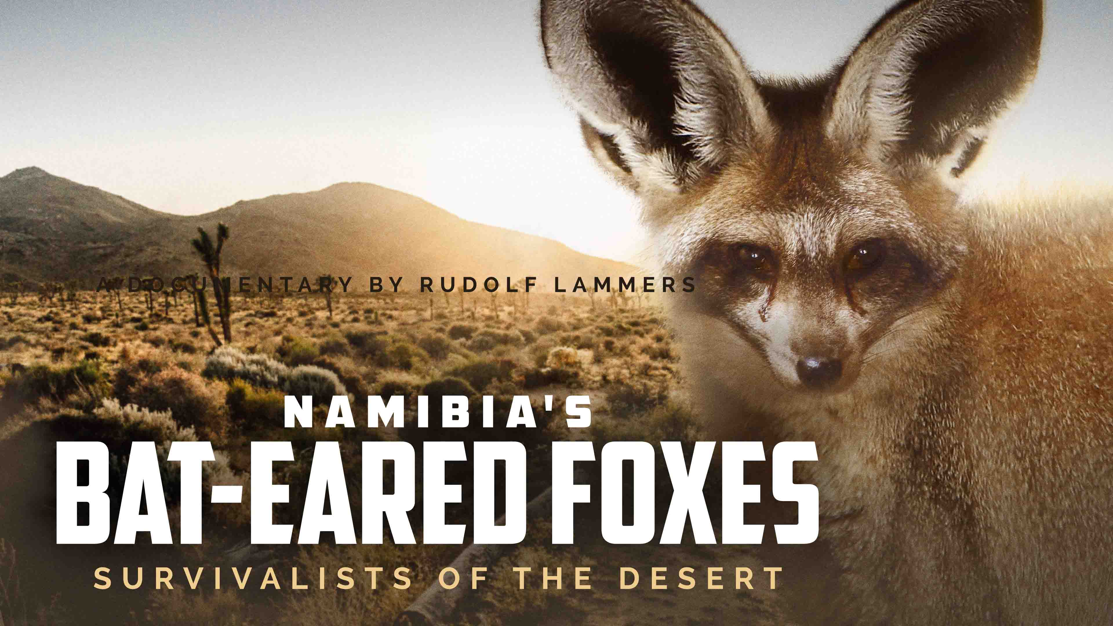 Namibia's Bat-Eared Foxes