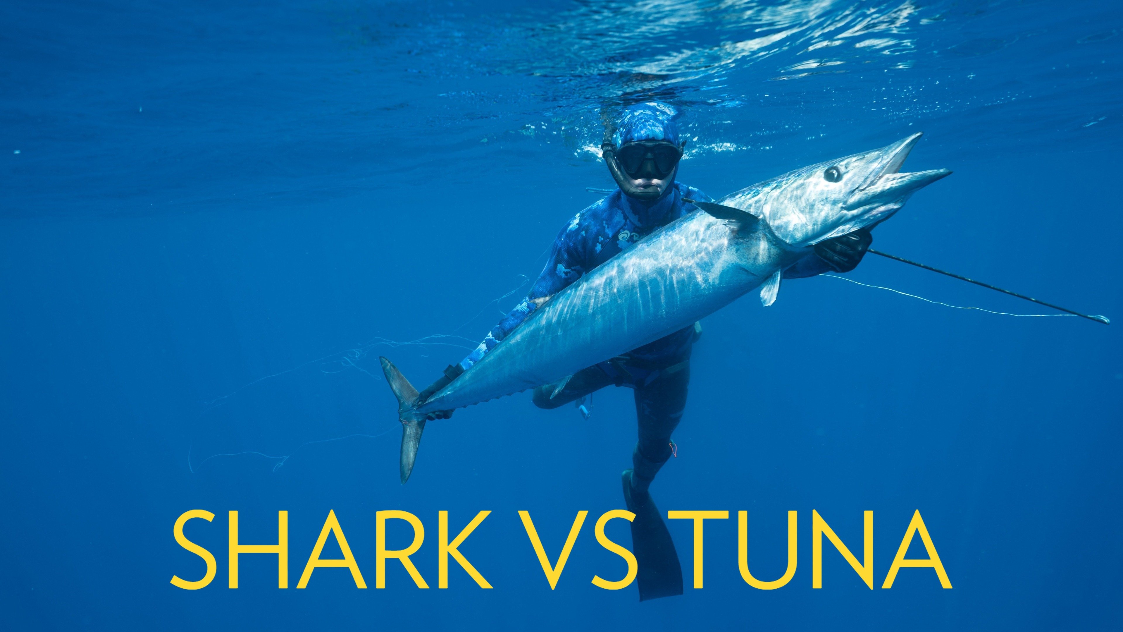 Shark Vs Tuna