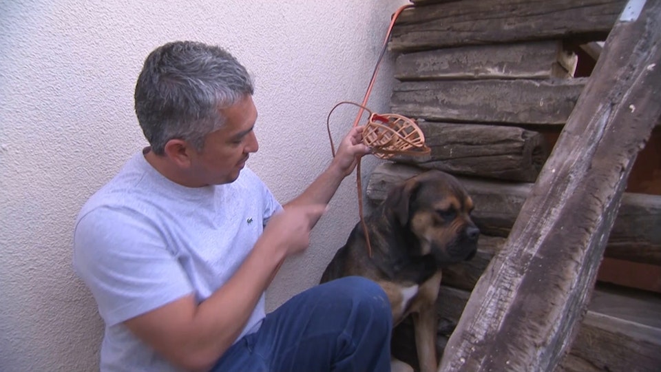 El encantador de perros