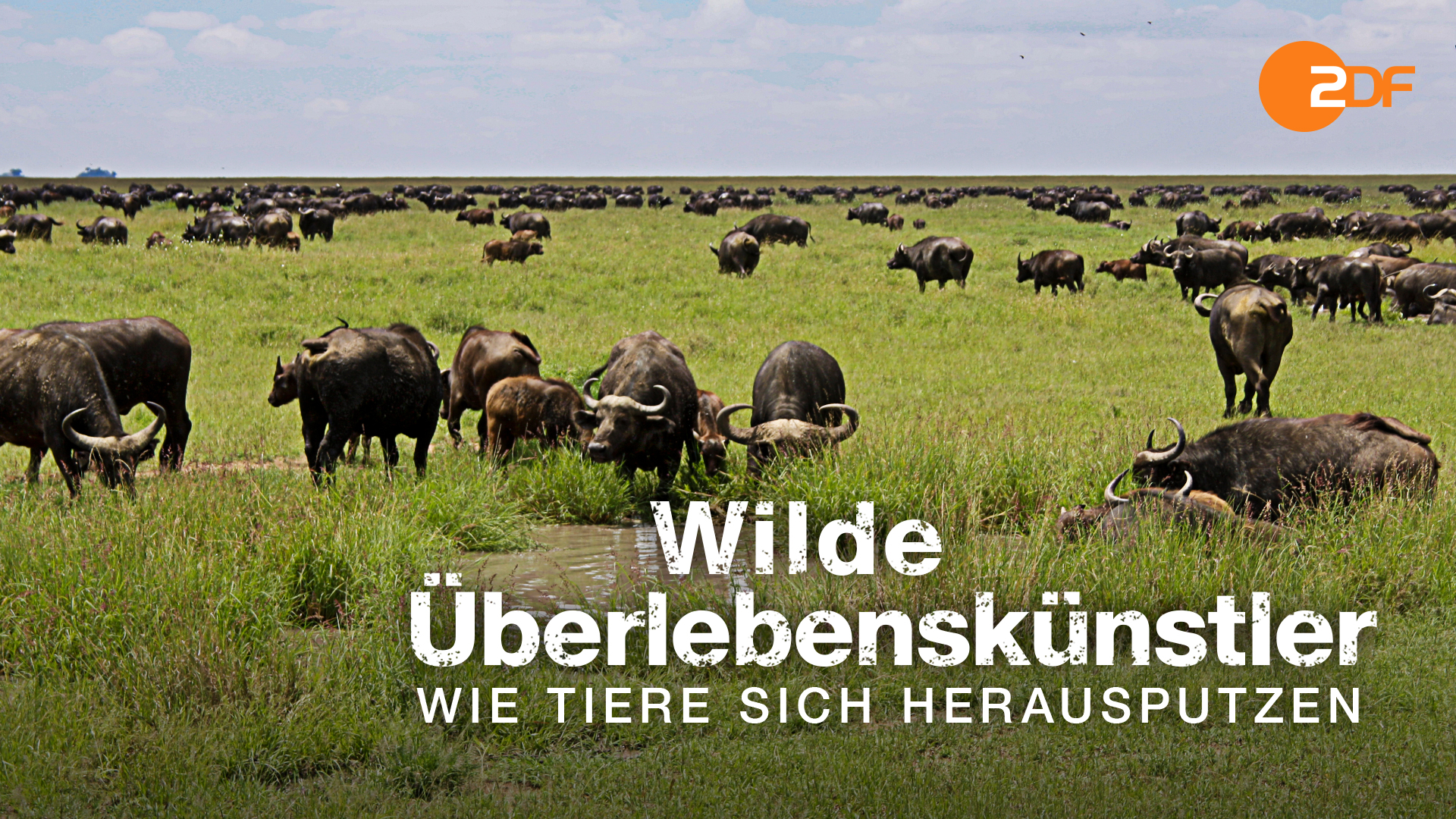 Wilde Überlebenskünstler