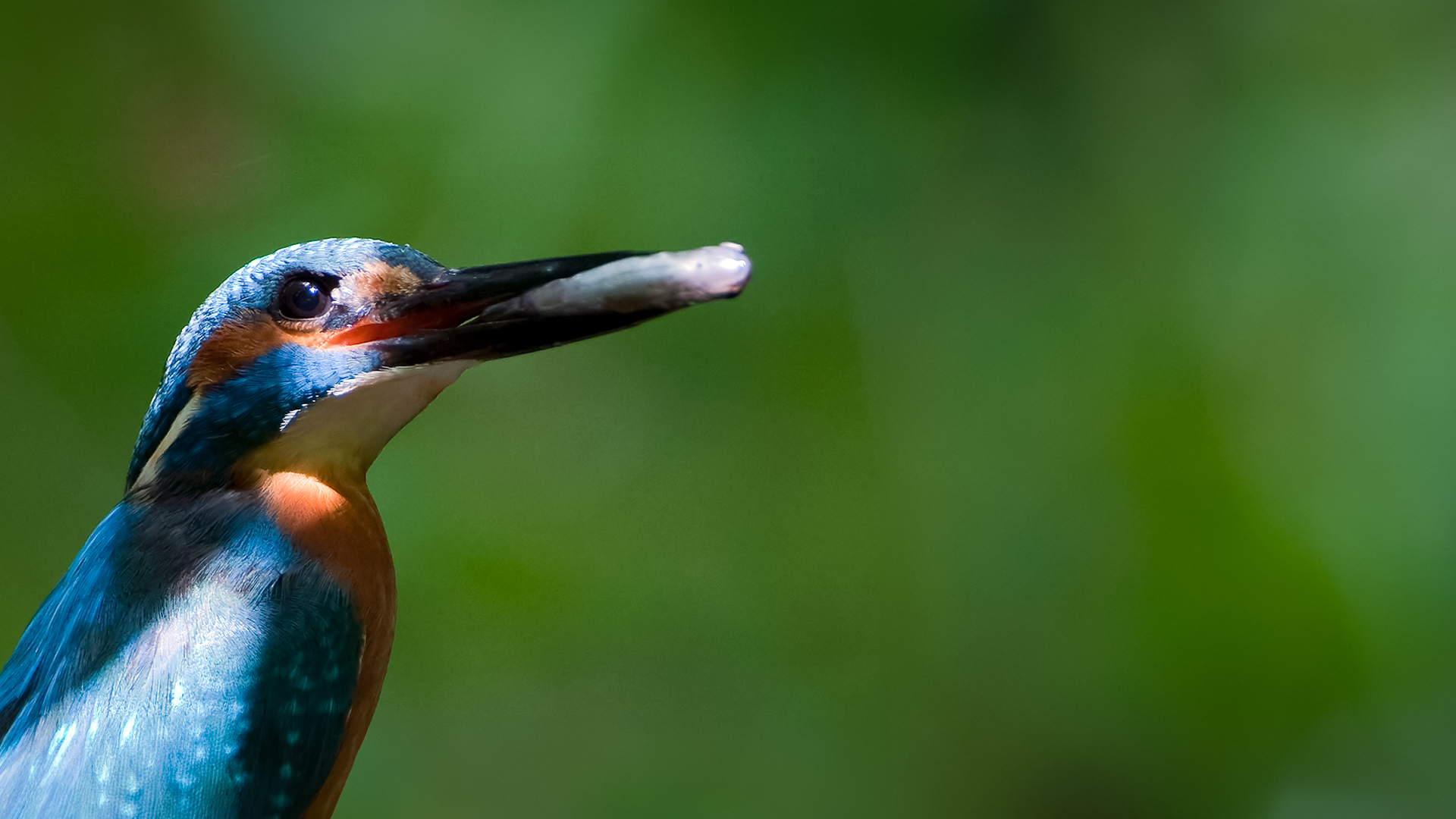 Germany's Wild Amazon