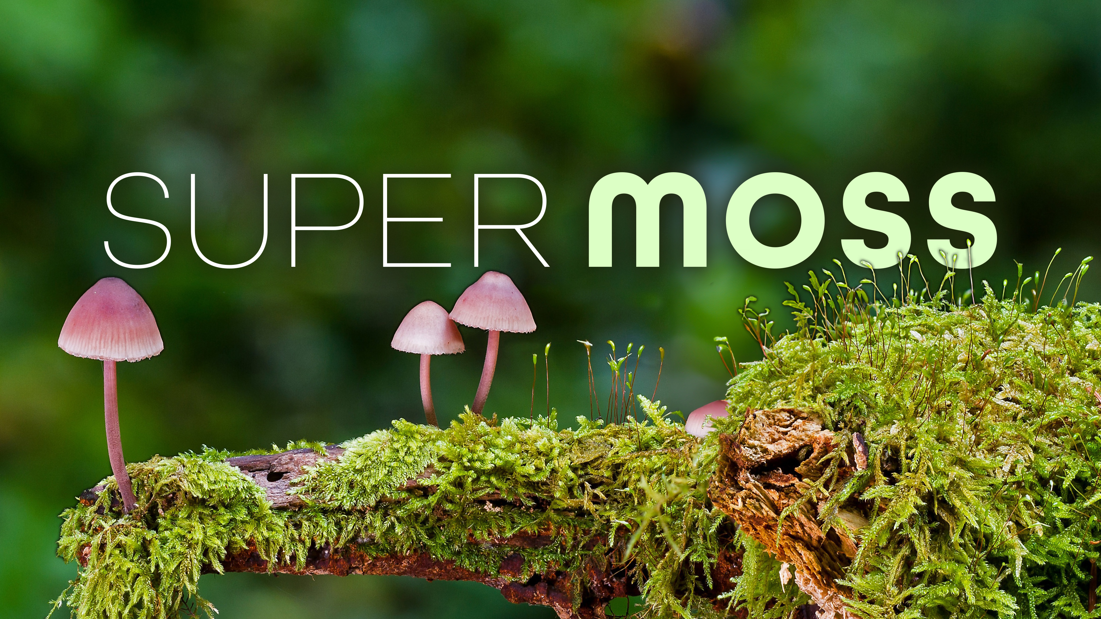 Super Moss