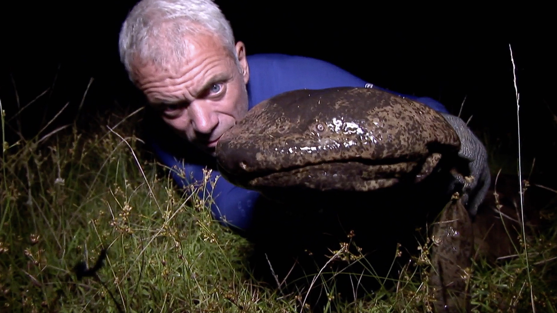 Der japanische Riesen-Salamander