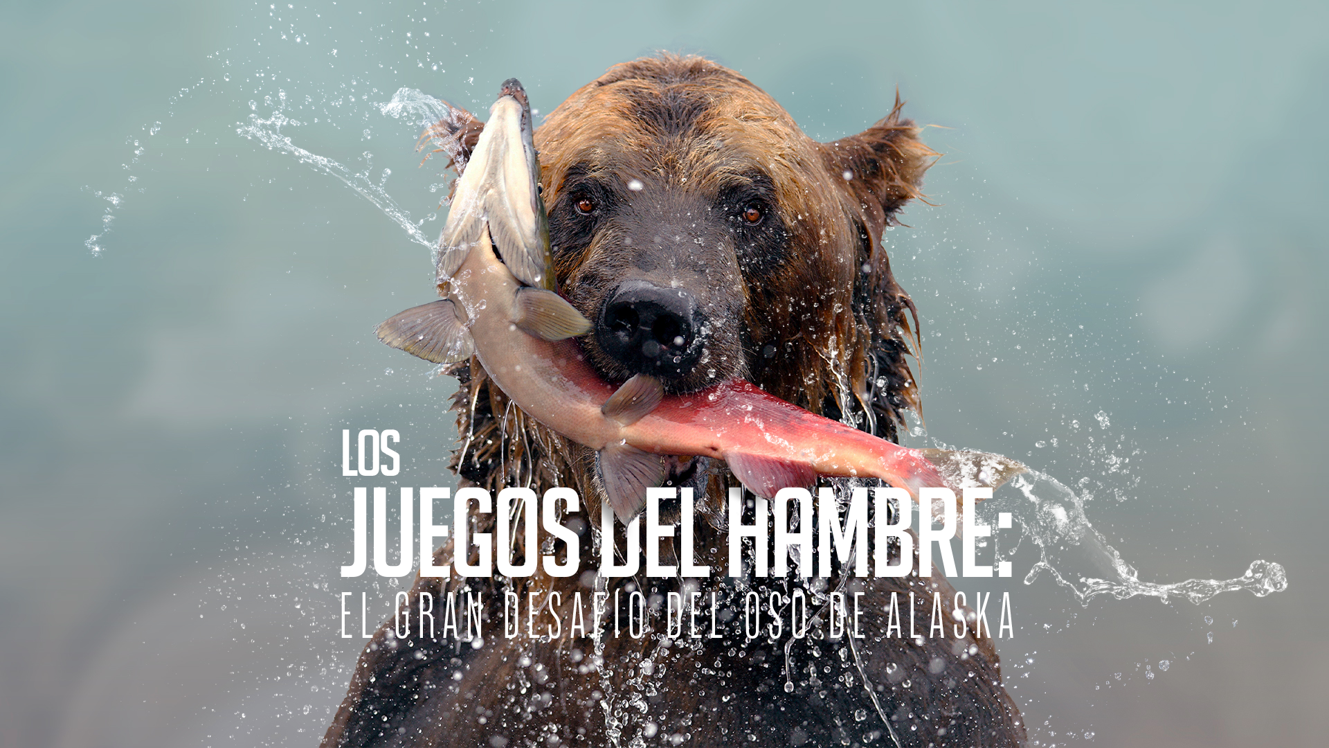 Los Juegos del Hambre: El Gran Desafío del Oso de Alaska
