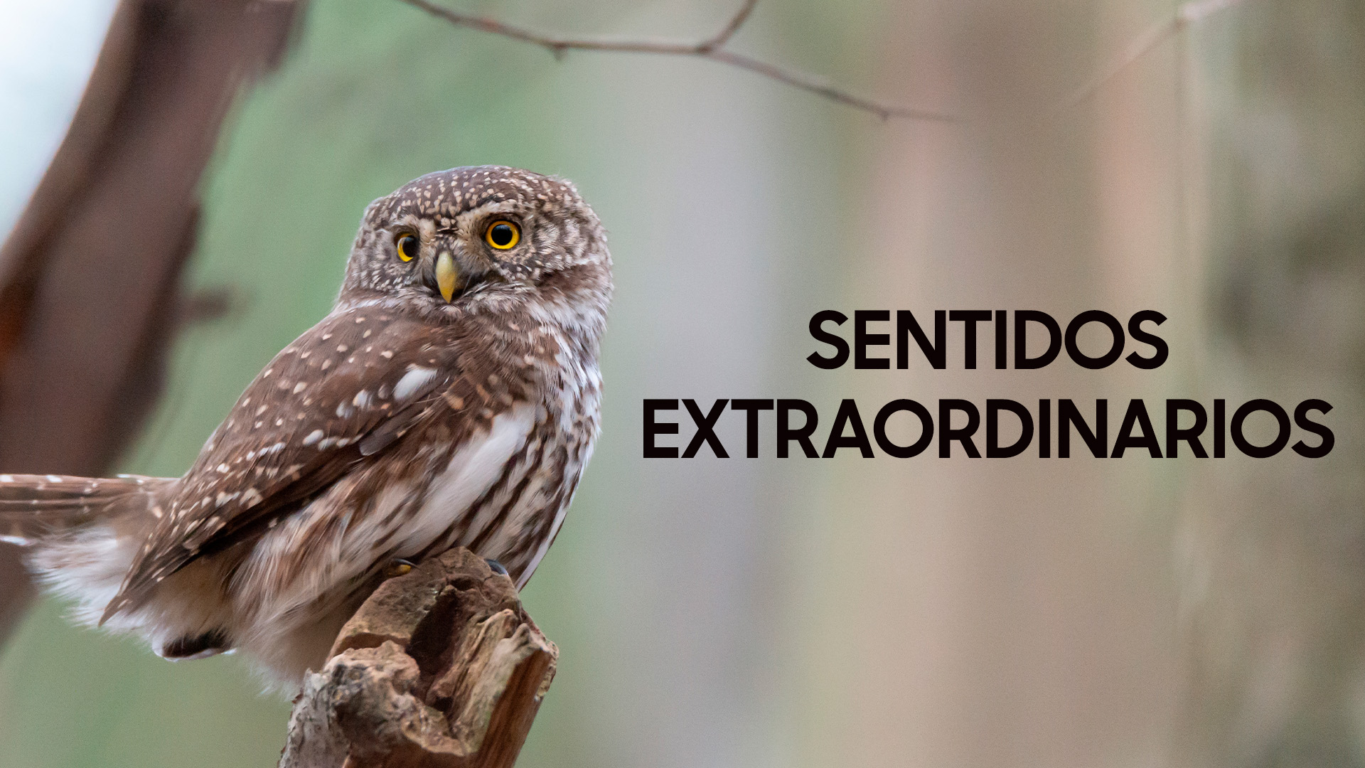 Sentidos Extraordinarios