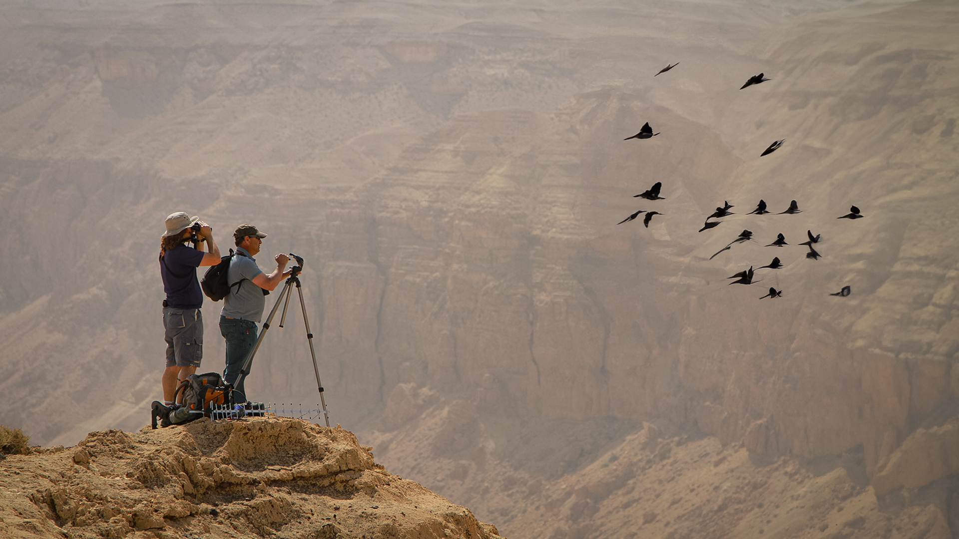 The Secret of Migrating Birds