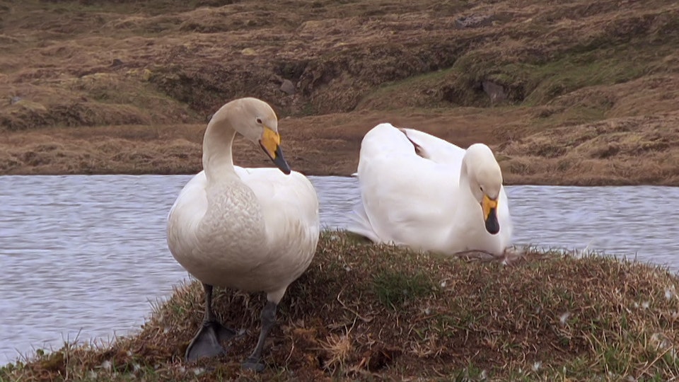 Tiere vor der Kamera