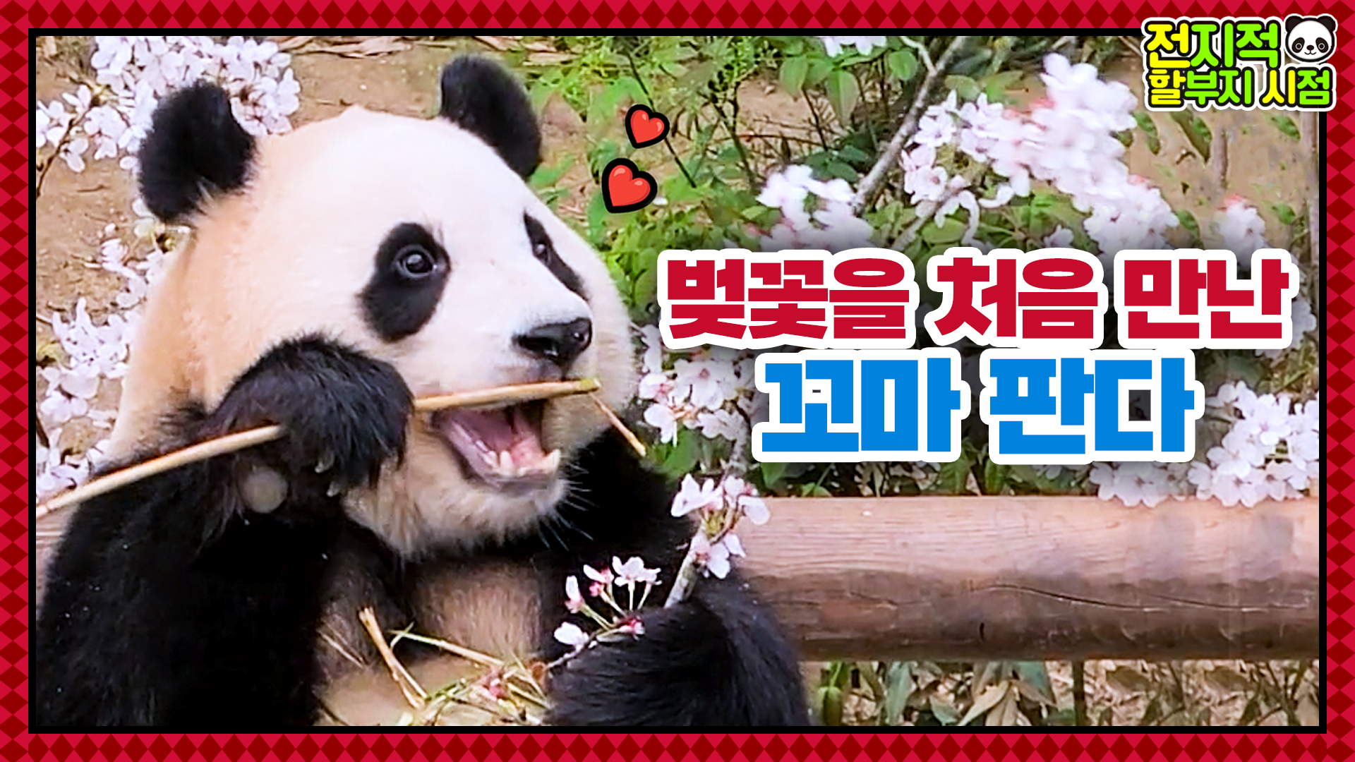 “벚꽃은 먹는 거 아니야악!!!” 뭐든 입으로 가져가는 푸린세스 29회