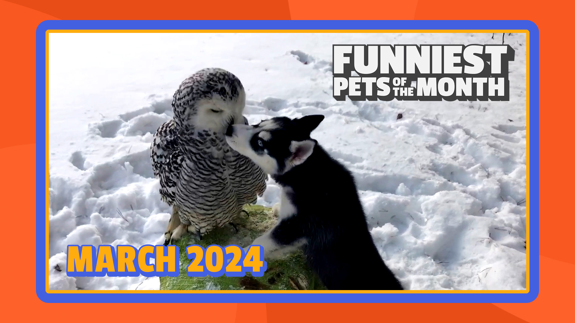 Funniest Pets of the Month