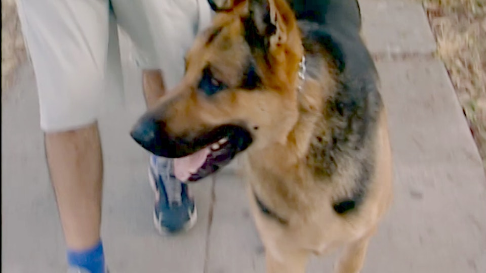 El encantador de perros