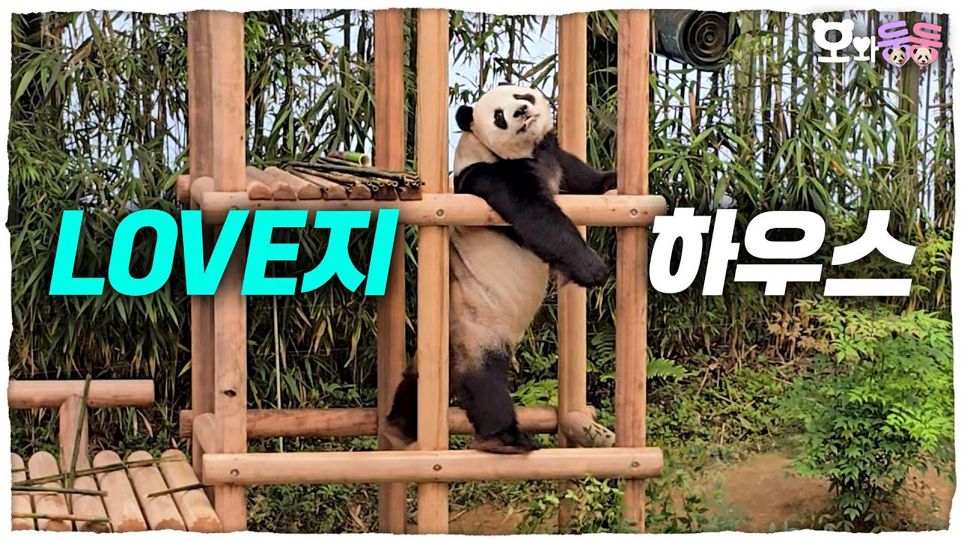 러부지만을 위한 정글짐?? 판월킹도 흡족해 한 바오 가족의 새로운 놀이터! 11회