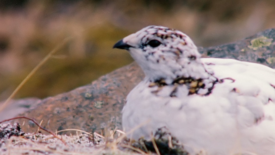 Tiere vor der Kamera