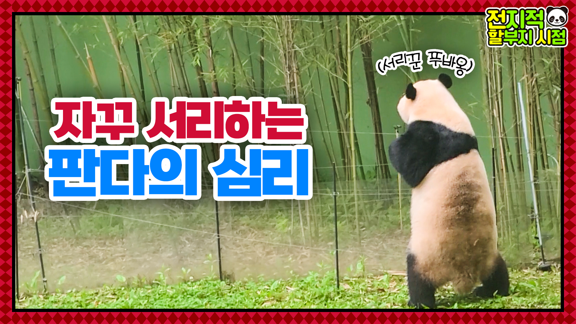 “어머 저건 훔쳐야 해!!” 직립보행하는 죽순 서리범 푸바오 38회